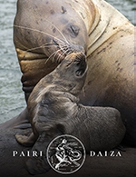 Book the best tickets for Pairi Daiza - Pairi Daiza - From 11 February 2022 to 08 January 2023