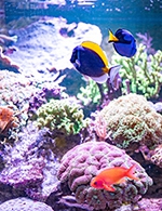 Réservez les meilleures places pour Aquarium D'amneville - Aquarium D'amneville - Du 1 mars 2024 au 31 décembre 2025